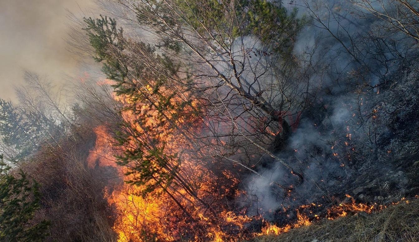 VIDEO Incendiu de pădure în satul satul Valea Leurzii comuna