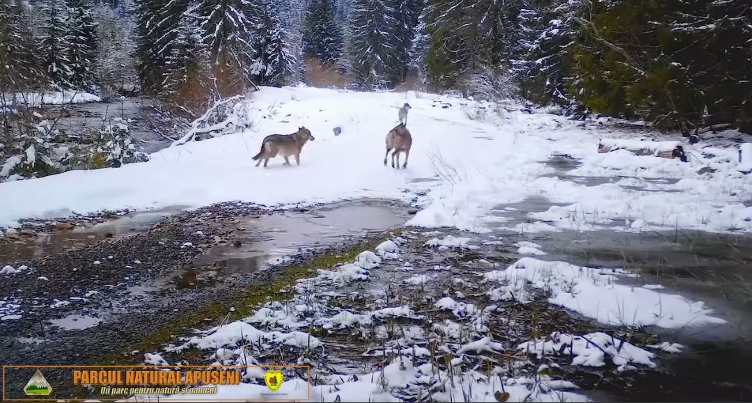 În imaginile de mai jos se observă cum lupii sesizează camera de monitorizare amplasată de rangerii de la administrația Parcului Natural Apuseni. 