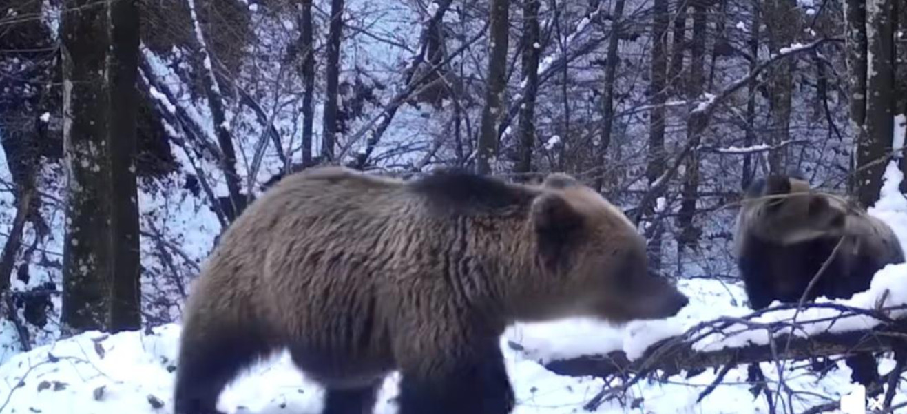 IMAGINILE ZILEI: Într-o pădure din Parcul Natural Munții Maramureșului, o ursoaică extrem de curioasă, împreună cu cei doi pui ai săi