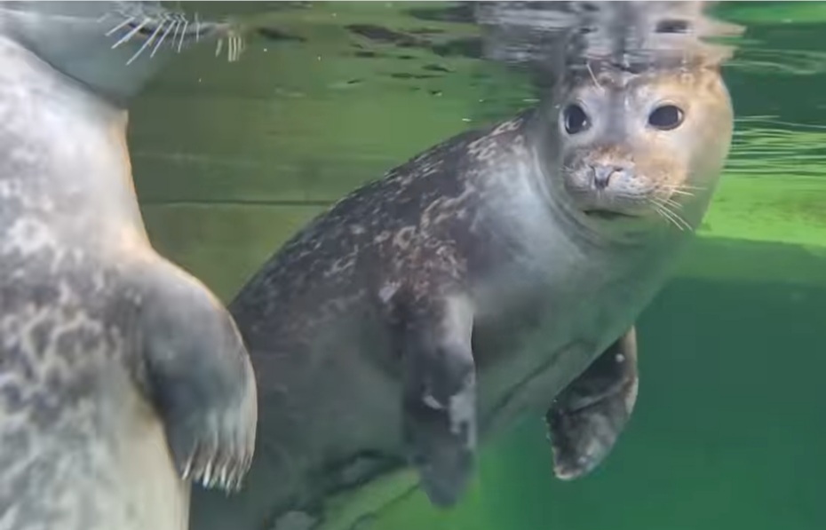 Grădina Zoologică Brașov marchează o premieră extraordinară în România, aducând în fața vizitatorilor trei specii spectaculoase de animale marine