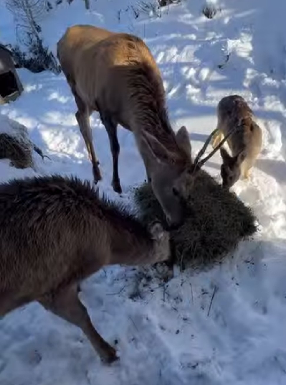  Mănăstirea Piatra Tăieturii, un loc plin de liniște și sacralitate, a devenit martora unui eveniment zilnic ce pare să fi fost scris de însăși natura divină.