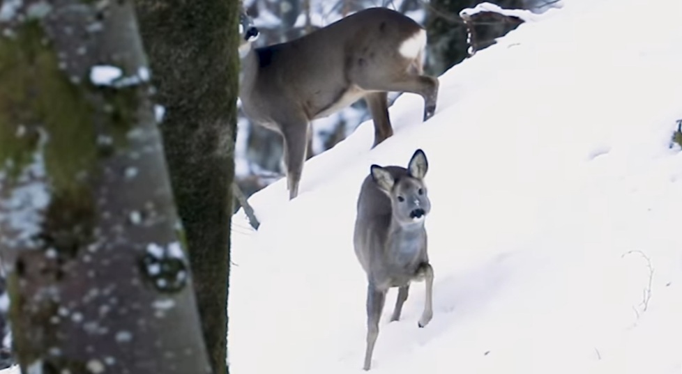 Frumusețea iernii autentice, Parcul Natural Apuseni își dezvăluie o fațetă magică, un loc unde natura se îmbracă în haina albă a zăpezii, iar cerbii