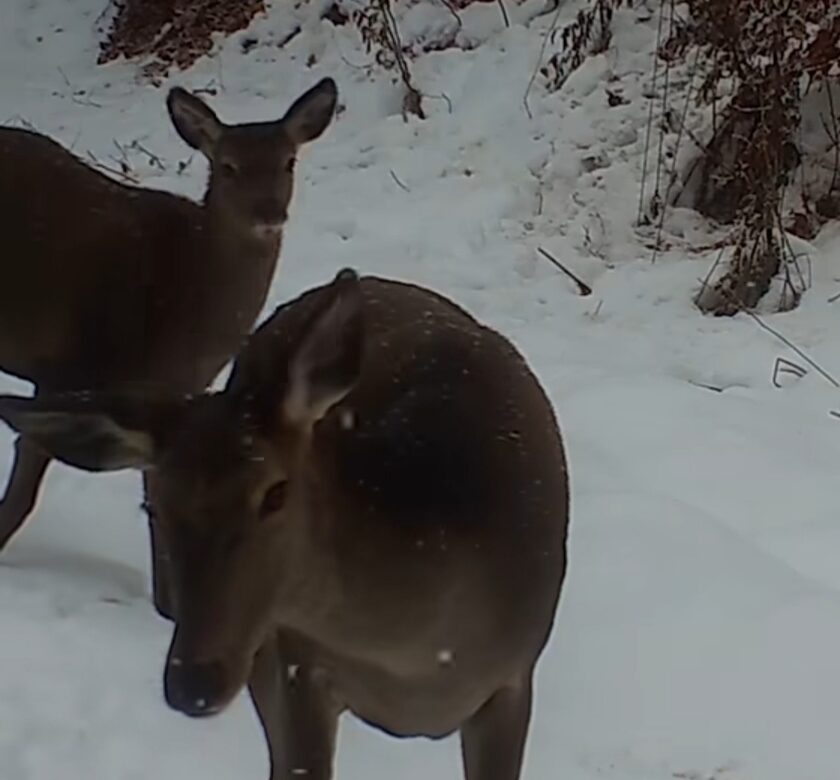 Imagini rare, recent, camerele de monitorizare din Parcul Național Munții Rodnei au surprins o imagine deosebită: două ciute,