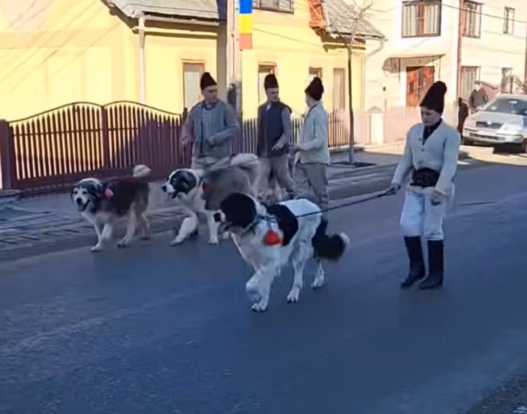 INEDIT: Parada Ciobănescului Românesc de Bucovina, un spectacol de tradiție și mândrie locală, la Stulpicani.