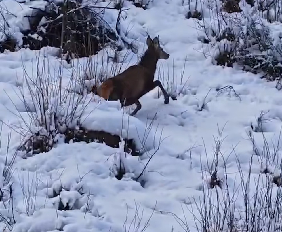 Întâlnire surprinzătoare, un cerb tânăr a fost observat recent în fondul forestier administrat de Direcția Silvică Suceava, oferind o imagine spectaculoasă a faunei din această regiune.