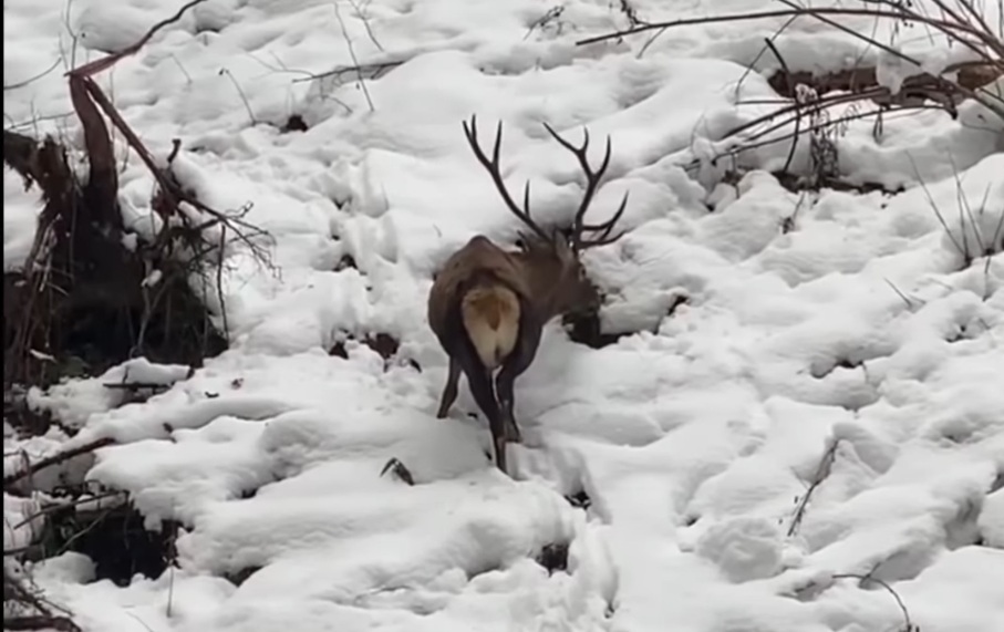 Iarna și-a făcut simțită prezența în pădurile din România, acoperind cu un strat gros de zăpadă drumurile și pajiștile din zonele montane.