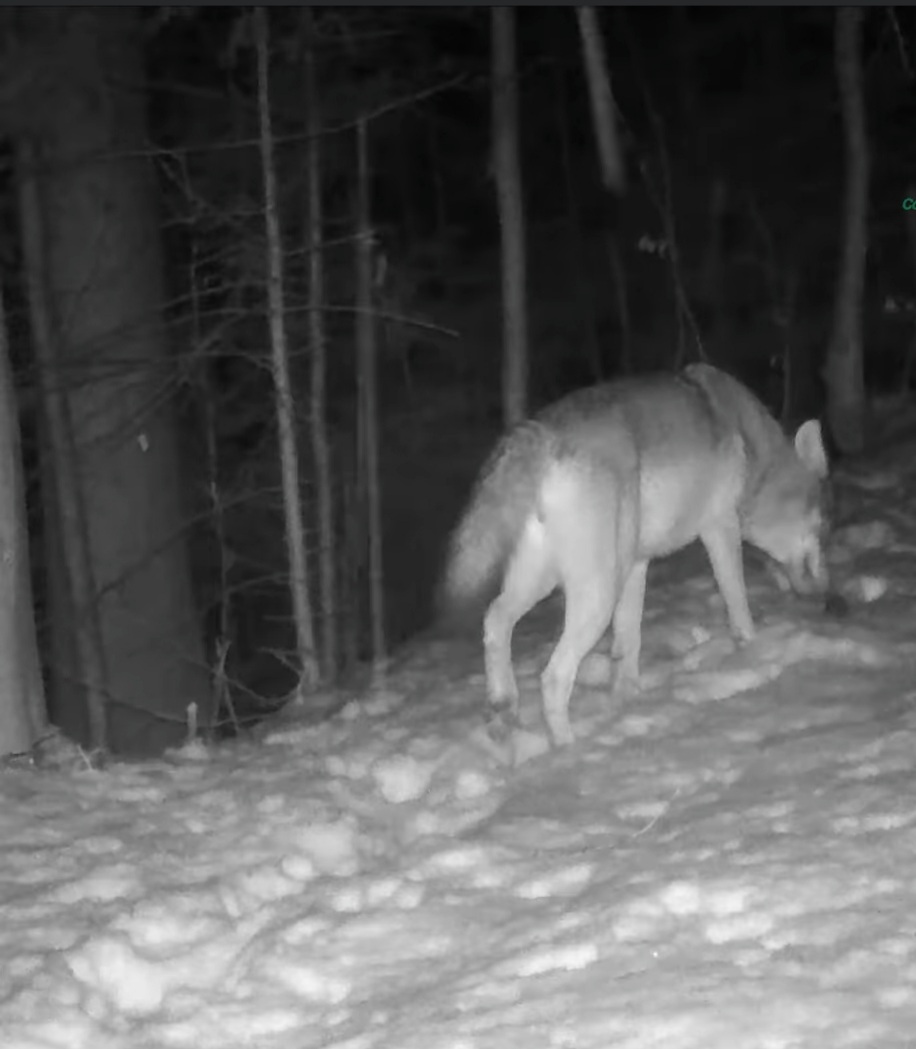 Fauna sălbatică, în liniștea unei nopți de iarnă, camera de monitorizare instalată pe o potecă din pădurile Parcului Natural Bucegi